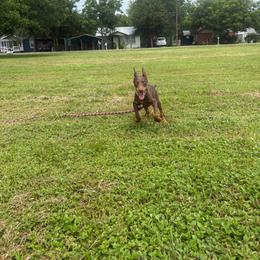Boy 5 - Red and rust male Doberman Pinscher puppy in Elgin, Texas from New Horizons Kennels