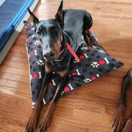 Doberman Pinscher All Grown Up from 7220 Doberman