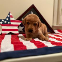 Roman - Red Collar Male - Yellow male Labrador Retriever puppy in Hurtsboro, Alabama from PARK’s Family Farm