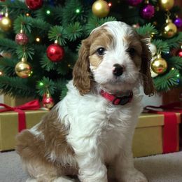 Daniel - Blenheim male Cavapoo puppy in Oklahoma from Rocky Oak Cavaliers & Biewer Terriers LLC
