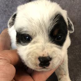 L64-02 - Blue female Australian Cattle Dog puppy in Sheridan, Oregon from 6pk Cattledogs
