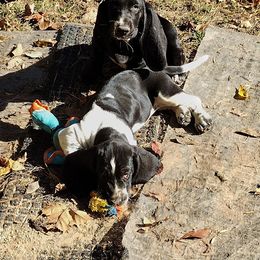 Basset Hound Puppies from MGA Basset Hound