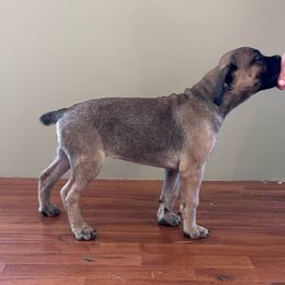 Sassy - Fawn Cane Corso puppy in Alabama from Cane Sportivo