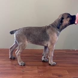 Sassy - Fawn Cane Corso puppy in Alabama from Cane Sportivo