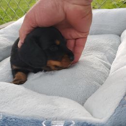 Dachshund Puppies from Chelisa Crabtree