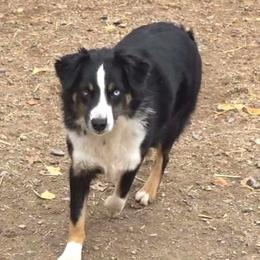 Dixie - Australian Shepherd