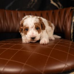 Bernedoodle, Cavapoo, Goldendoodle, and Poodle Puppies from Wasatch Pup