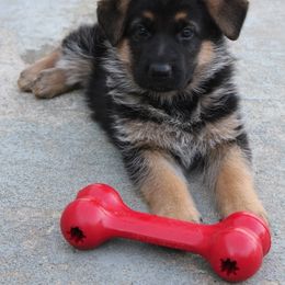 German Shepherd Puppies from Southern Creek (Vom Südlicher Bach) German Shepherds