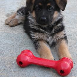 German Shepherd Puppies from Southern Creek (Vom Südlicher Bach) German Shepherds