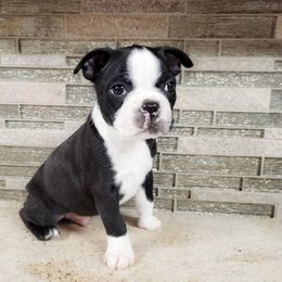 Boston Terrier Puppies from Our Gang Bostons