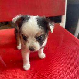 Little blue merle g - Blue merle female Toy Australian Shepherd puppy in Springfield, Missouri from Donnie's Miniature & Toy Australian Shepherds