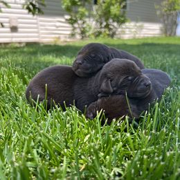 Labrador Retriever Puppies from Little River Labradors