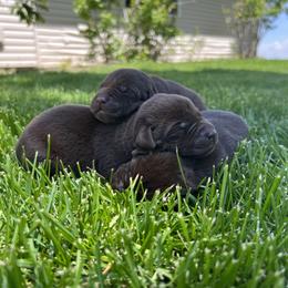 Labrador Retriever Puppies from Little River Labradors