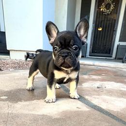 Angus - Black and tan male French Bulldog puppy in Peoria, Arizona from A Quality French Bulldogs AZ