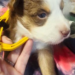 Pudding - Red & white female Miniature Australian Shepherd puppy in Goode, Virginia from Furner Farms