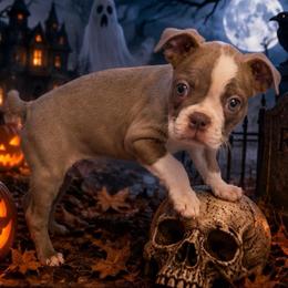 Lilac - Lilac female Boston Terrier puppy in Charleroi, Pennsylvania from KC’s Boxers