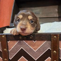 Chocolate Girl - Chocolate and cream female Dachshund puppy in Panama City Fl, Florida from Southern Bliss Doxies