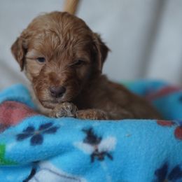 Goldendoodle Puppies from MissPatsDoodles