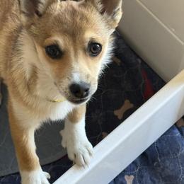Riva - Reddish brown female Norwegian Lundehund puppy in Franktown, Colorado from Sakari Kennels