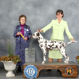 Basset Hound and Dalmatian Puppies from Lazy B Bassets and Dalmatians