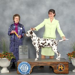 Basset Hound and Dalmatian Puppies from Lazy B Bassets and Dalmatians