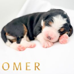 OMER - Tri-color male Bernedoodle puppy in Tipton, Indiana from Country Creek Doodles