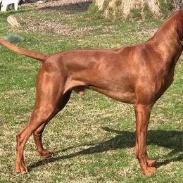 Vizslas from Mythic Vizslas