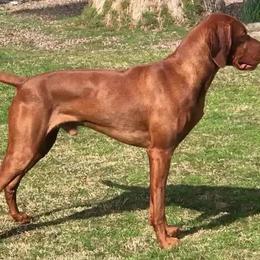 Vizslas from Mythic Vizslas