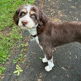 Aussiedoodles, Australian Shepherds, Goldendoodles, and Poodles from Hilltop Cuddle Pups