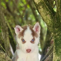 Brown - Sable and white male Siberian Husky puppy in Springfield, Massachusetts from 16acreshuskies