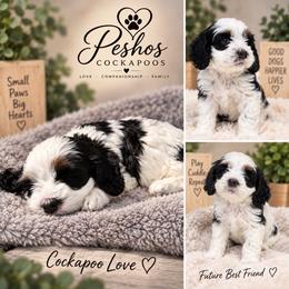 Vaky - Black white and tan male Cockapoo puppy in Miami, Florida from Peshos Cockapoos