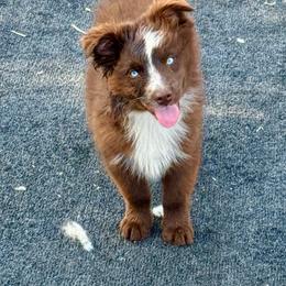 Tri male - Red tri male Miniature Australian Shepherd puppy in Lemon Cove, California from Magic Ranch Mini Aussies