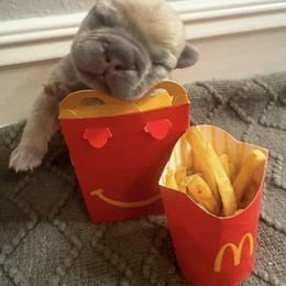 French Bulldog Puppies from Cortney’s Frenchie Farm