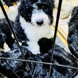 Aussiedoodle Puppies from Little Hawcreek Doodles