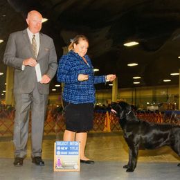 Labrador Retriever All Grown Up from EverOak Labradors