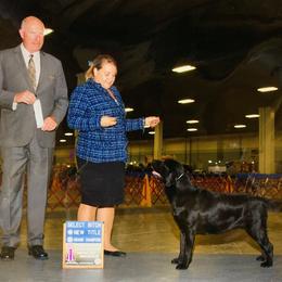 Labrador Retriever All Grown Up from EverOak Labradors