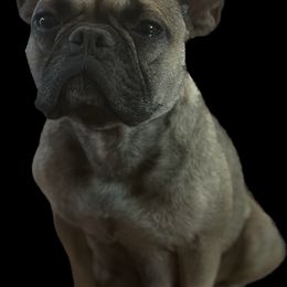 French Bulldog Puppies from Copa Frenchies