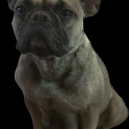 French Bulldog Puppies from Copa Frenchies