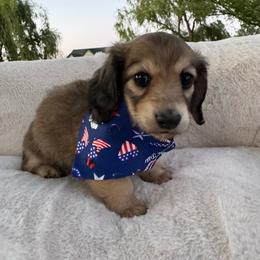Lucky - Cream male Dachshund puppy in Ontario, Oregon from Get A Long Little Doggie
