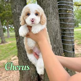 Chorus - Yellow and white male Bernedoodle puppy in Mount Vernon, Missouri from PoodlelyDoodlely