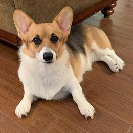 Pembroke Welsh Corgis from Once Upon A Times Corgis