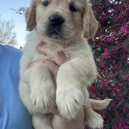 Purple - Golden female Golden Retriever puppy in Jesup, Georgia from Painted Platinum Retrievers (Painted Platinum Kennel) PPK