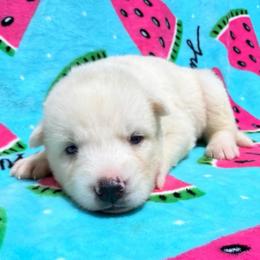 AKC Malibu - White female Siberian Husky puppy in Centreville, Maryland from Huskies By the Bay