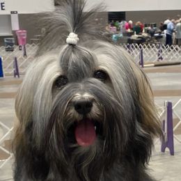 Willow - Havanese