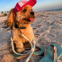 Koda - Cavachon