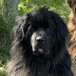 Maize - Newfoundland