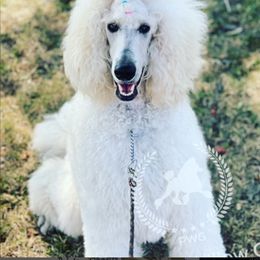 #pwg_AdventuresOfAva - Poodle