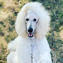 #pwg_AdventuresOfAva - Poodle