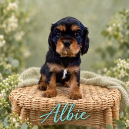 Albie - Black and tan male Cavalier King Charles Spaniel puppy in Belgrade, Montana from 406springhilldoodles