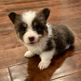 Red Collar Girl Poppy - Blue female Pembroke Welsh Corgi puppy in Paris, Kentucky from Flat Run Corgis